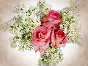 Lilac white and roses, pink, white, roses, flowers, lilac HD wallpaper
