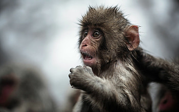 Cute monkey, , Playful mischief, Adorable antics HD wallpaper