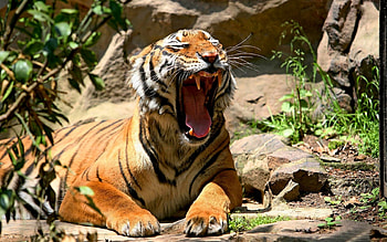 Animals, Tigers HD wallpaper