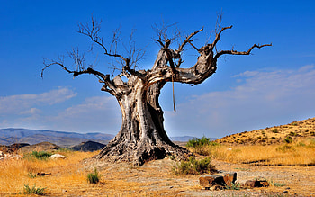 Nature, Desert, Wood, Tree, Vegetation, Dead, Rope HD wallpaper
