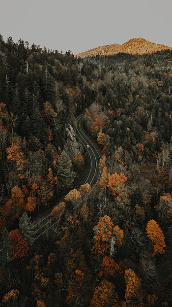 Nature, View From Above, Road, Forest, Overview, Review, Height HD phone wallpaper