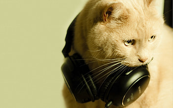 Animals, Cats, Heads HD wallpaper