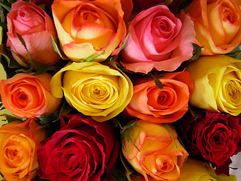 Colorful Beautiful Roses, stunnning, roses, pretty, fabulous HD wallpaper