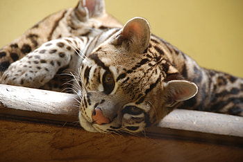 Animals, Cat, Muzzle, Predator, Wild Cat, Wildcat, Ocelot HD wallpaper