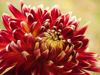 Dahlia, Macro, Flower, Red HD wallpaper