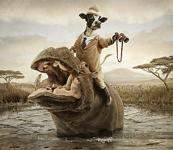 Safari, animal, cow, binoclu, situation, creative, fantasy, add, funny, commercial, water, hat, andy mahr HD wallpaper