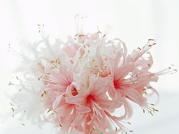 Plants, Flowers HD wallpaper