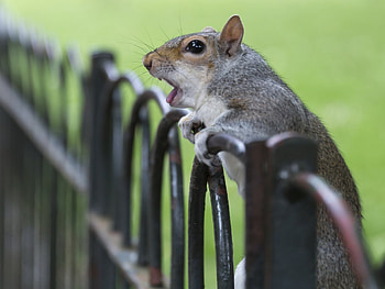 Animals, Squirrel, Fence, Animal, Scream, Cry, Surprise, Astonishment HD wallpaper