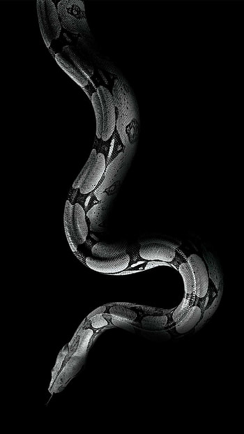 Boa Constrictor, snake , Carnivorous, Limbless HD phone wallpaper