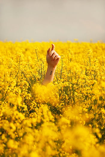 A single hand with tattoo raises amidst a vibrant yellow canola field under daylight. HD phone wallpaper