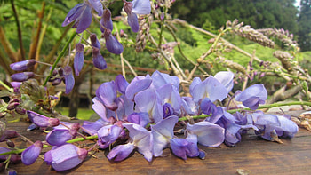 Wisteria, purple, beautiful, flower HD wallpaper