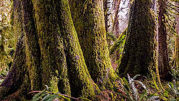 Brothers, Nature, National Parks, Forests, Trees HD wallpaper