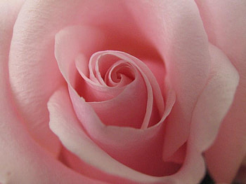 Wedding Rose, rose, soft, pink, petals HD wallpaper