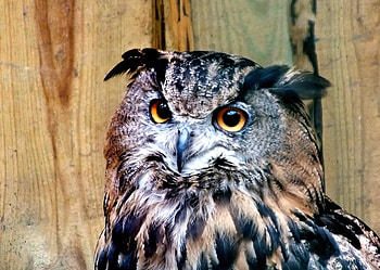 Eagle-owl., nature, birds, macro, animals HD wallpaper