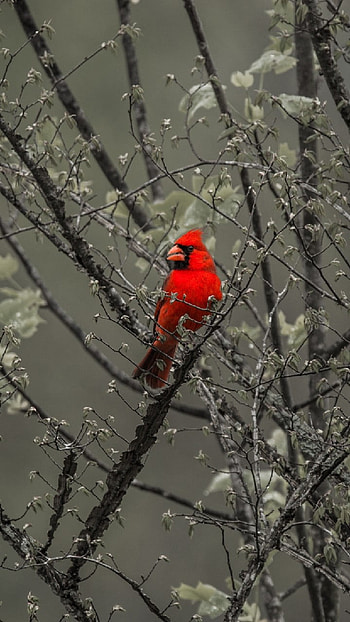 Red bird, Nature, New, Wildlife, Natgeo, Redbird HD phone wallpaper