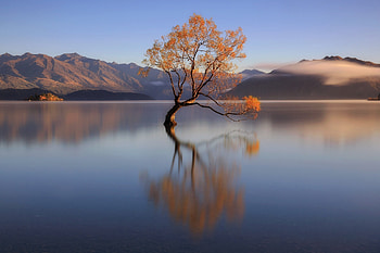 Lonely Tree in Lake, Lake, Lonely, nature, Tree HD wallpaper