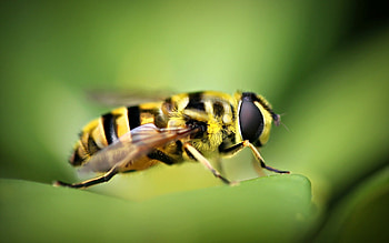 Bee, bee , Nature's marvel, Insect close-up HD wallpaper