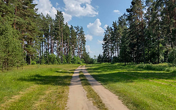 Summer Road in Latvia, road, pines, path, Latvia, trees, grass HD wallpaper