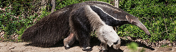Top anteaters, Anteater animals, Wild animals, Animals HD wallpaper