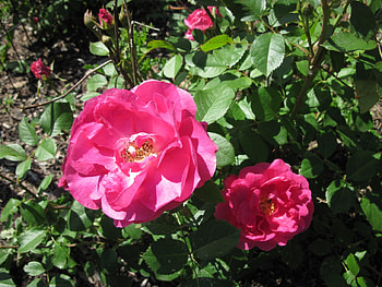 flowers in the mix 50, graphy, green, red, Flowers, garden, Rose HD wallpaper