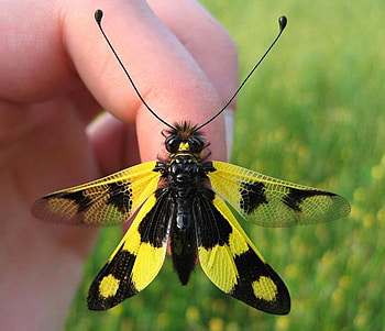 Cute Moth, cool, cute, moth HD wallpaper