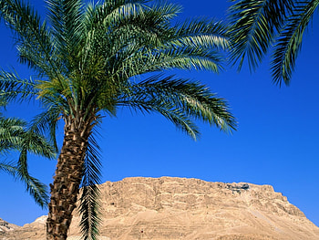 Landscape, Palms HD wallpaper