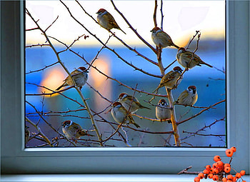 Through the glass, branch, glass pane, chickadees, birds HD wallpaper