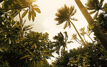 Tropical jungle background, Exotic atmosphere, Lush foliage, Stunning HD wallpaper