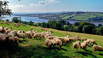 Sheep in grassland, Lush greenery, Natural habitat, Pastoral scenery HD wallpaper