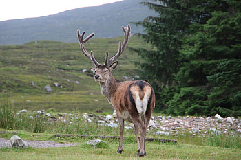Deer, animal, horns HD wallpaper