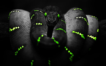 Cool snake , Mesmerizing reptiles, Serpent showcase, Stunning visuals HD wallpaper