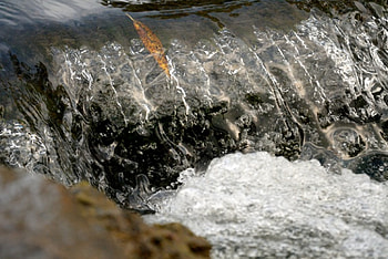 Go with the flow, creek, water flow, water stream, crick, stream, pond HD wallpaper