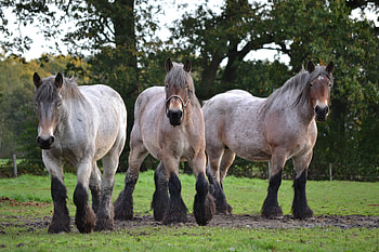 big draft horses, animal, horses, running, art, draft horse, fast HD wallpaper