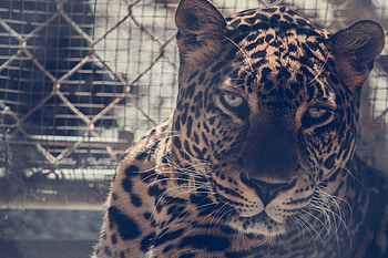 Leopard, leopard, animals HD wallpaper