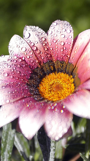 Flowers , Beautiful, Flower, waterdrop HD phone wallpaper