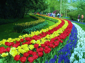 Rainbow Flowers, beautiful, flowers, rainbow HD wallpaper