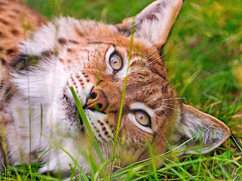 Animals, Grass, Iris, To Lie Down, Lie, Muzzle HD wallpaper