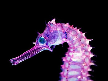 Sea Horse, sea, horse, beautiful HD wallpaper