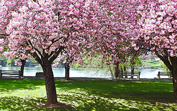 Park with Cherries, cherries, blossoms, benches, promenade, park HD wallpaper