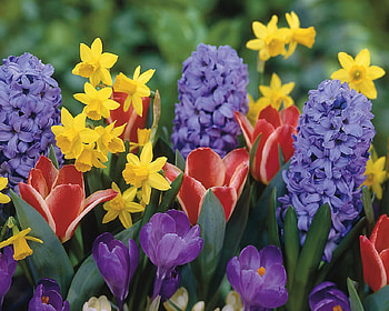 A Summer's Day, tulip, bouquet, colors, purple, pink, yellow, nature, flowers, many HD wallpaper