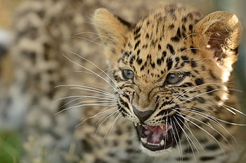 Animals, Far Eastern Leopard, Amur Leopard, Young, Calf, Kitty, Kitten, Leopard, Aggression, Grin HD wallpaper