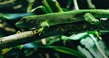Animals, Color, Lizard, Reptile, Pangolin HD wallpaper