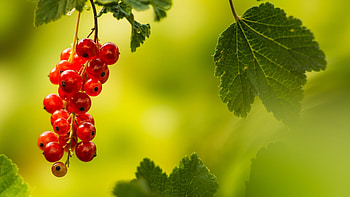 Juicy currants, Mouthwatering treat, Berrylicious delight, Nature's candy HD wallpaper