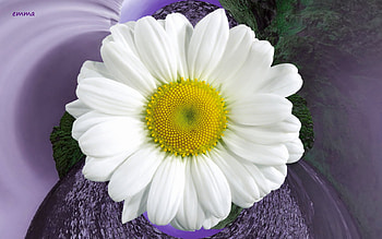 'Oopsy daisy', white, huge, , mauve, rock, abstract, daisy, flower, single, textures HD wallpaper