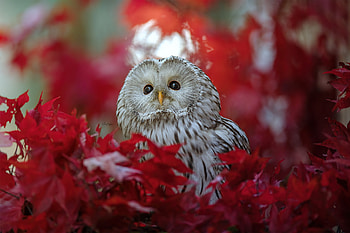 Animal, owl HD wallpaper
