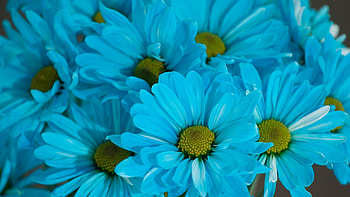 Blue daisies , Floral , Nature's beauty, Vibrant blooms HD wallpaper