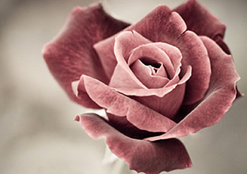 Rose, beautiful, nature, flower HD wallpaper