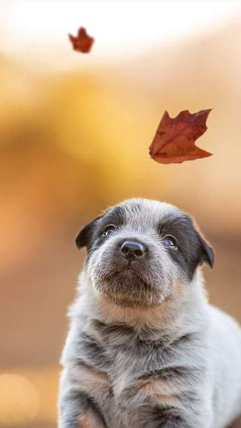 Cute Dog, Labra HD phone wallpaper