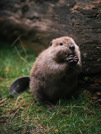 Baby, Beavers HD phone wallpaper