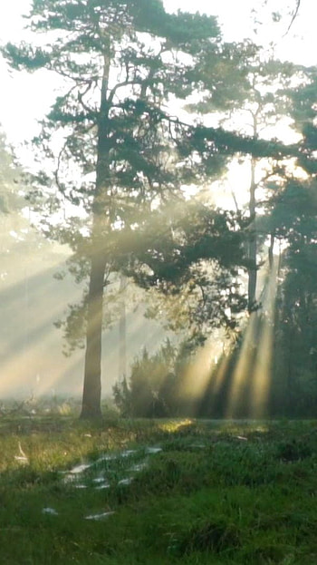 Tree nature, forest nature tree, sun of tree HD phone wallpaper